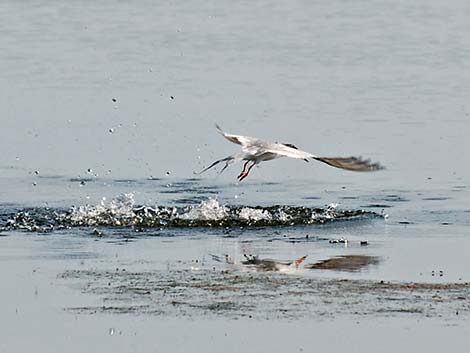 Forster's Tern (Sterna forsteri)