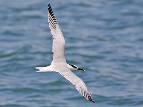 Sandwich Tern (Thalasseus sandvicensis)