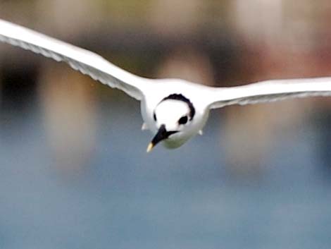 Sandwich Tern (Thalasseus sandvicensis)