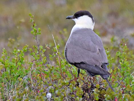 Long-tailed Jaeger (Stercorarius longicaudus)