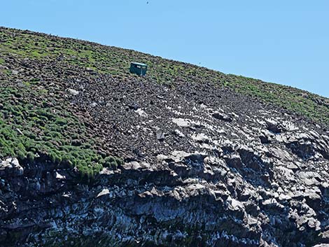 Common Murre (Uria aalge)