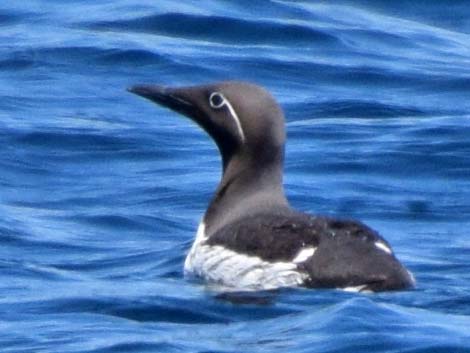 Common Murre (Uria aalge)