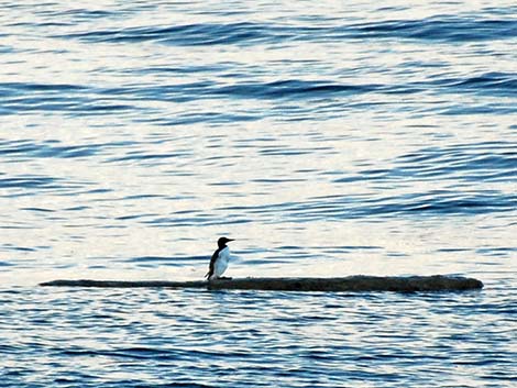 Common Murre (Uria aalge)