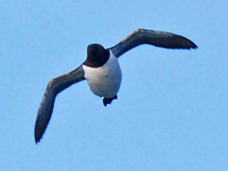 Common Murre (Uria aalge)