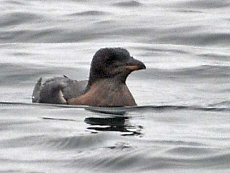 Marbled Murrelet (Brachyramphus marmoratus)