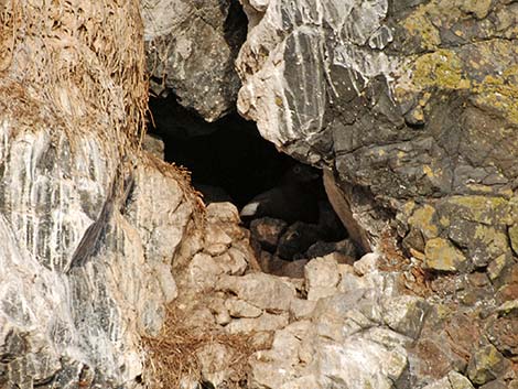 Pigeon Guillemot (Cepphus columba)