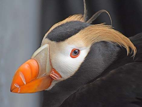 Tufted Puffin (Fratercula cirrhata)