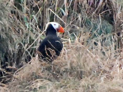 Tufted Puffin (Fratercula cirrhata)