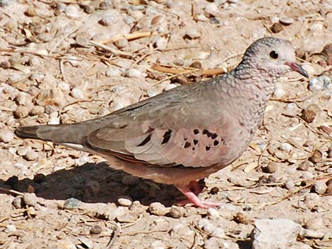 Common Ground-Dove (Columbina passerina)