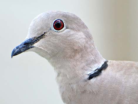 Eurasian Collared-Dove (Streptopelia decaocto)