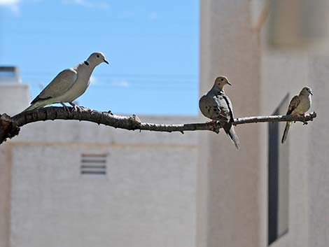 Inca Dove (Columbina inca)