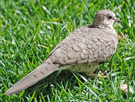 Inca Dove (Columbina inca)