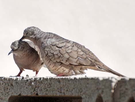 Inca Dove (Columbina inca)