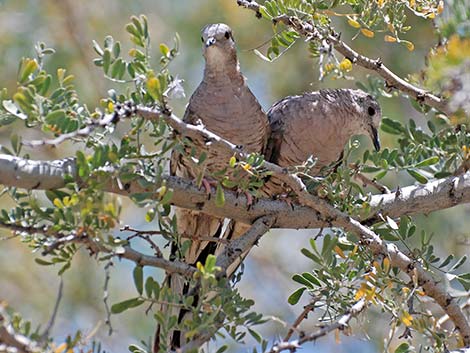 Inca Dove (Columbina inca)