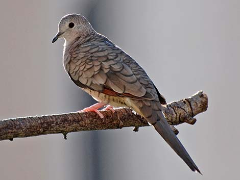 Inca Dove (Columbina inca)