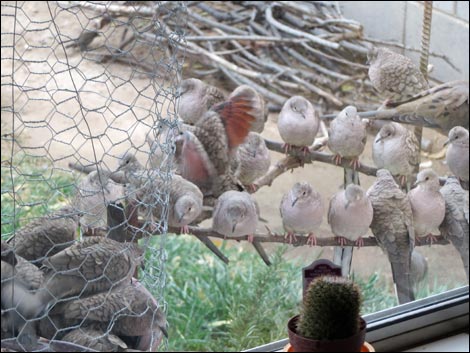 Inca Dove (Columbina inca)