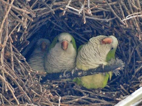 Monk Parakeet (Myiopsitta monachus)