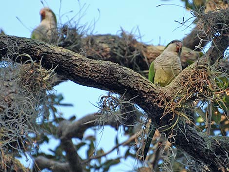 Monk Parakeet (Myiopsitta monachus)