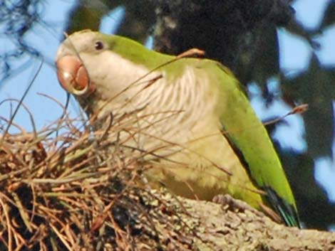 Monk Parakeet (Myiopsitta monachus)