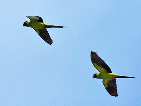 Nanday Parakeet (Nandayus nenday)