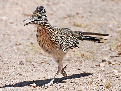 Greater Roadrunner (Geococcyx californianus)