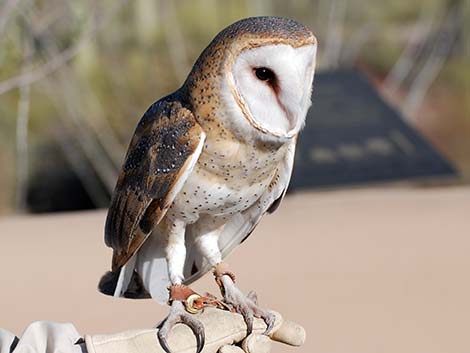 Barn Owl (Tyto alba)