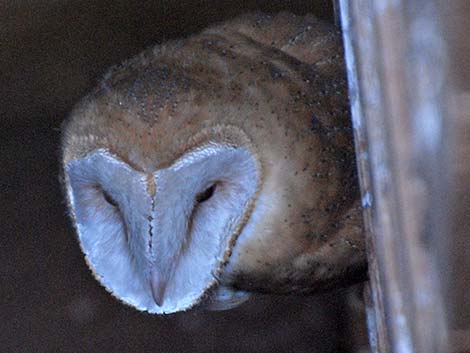 barn owl