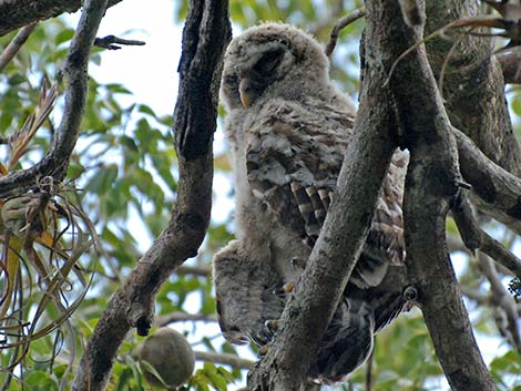 Barred Owl (Strix varia)