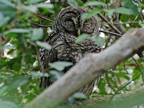 Barred Owl (Strix varia)