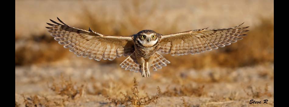 Burrowing Owls (Athene cunicularia)