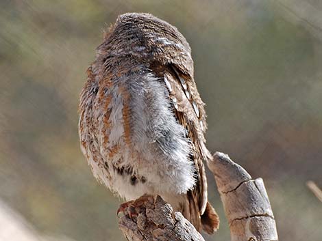 Elf Owl (Micrathene whitneyi)