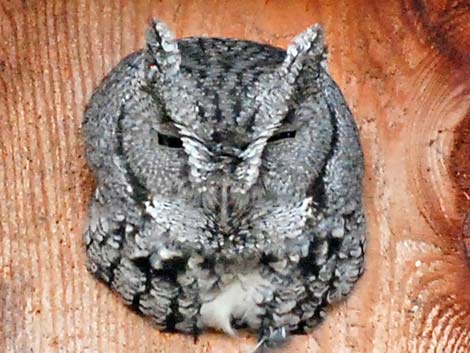 Eastern Screech-Owl (Megascops asio)