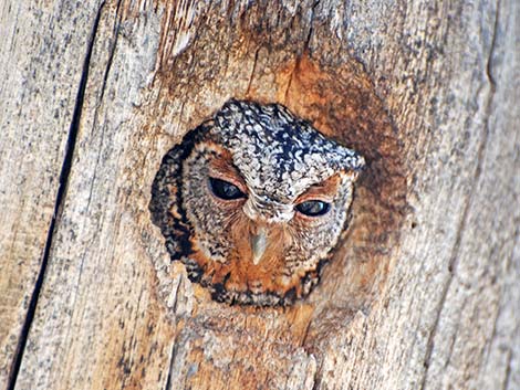 Flammulated Owl (Otus flammeolus)