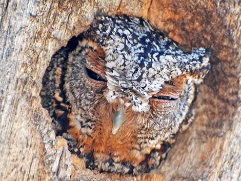 Flammulated Owl (Otus flammeolus)