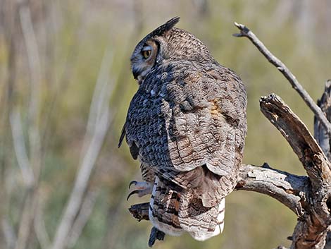 Great Horned Owl (Bubo virginianus)