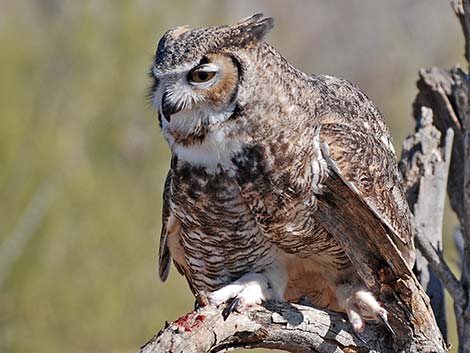 Great Horned Owl (Bubo virginianus)