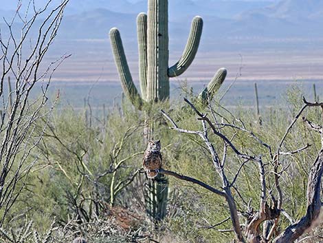 Great Horned Owl (Bubo virginianus)