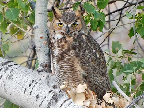 Great Horned Owl (Bubo virginianus)