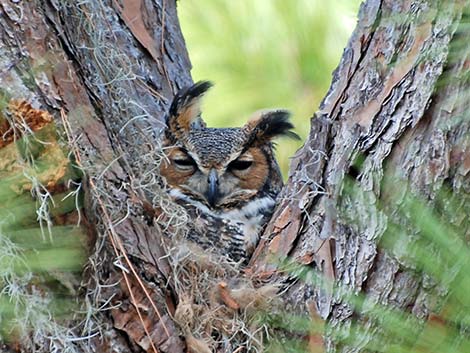 Great Horned Owl (Bubo virginianus)