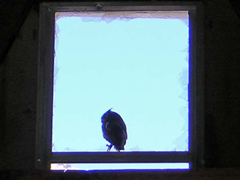 Western Screech-Owl (Otus kennicottii)