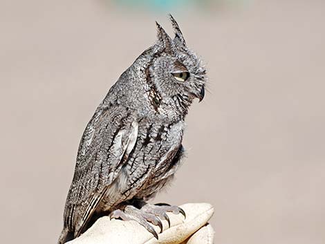 Western Screech-Owl (Otus kennicottii)