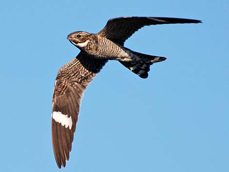 Common Nighthawk (Chordeiles minor)