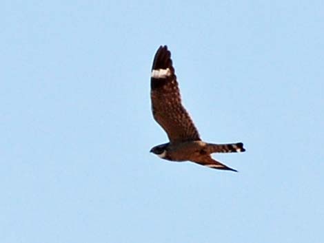 Lesser Nighthawk (Chordeiles acutipennis)