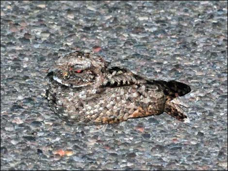 Common Poorwill (Phalaenoptilus nuttallii)