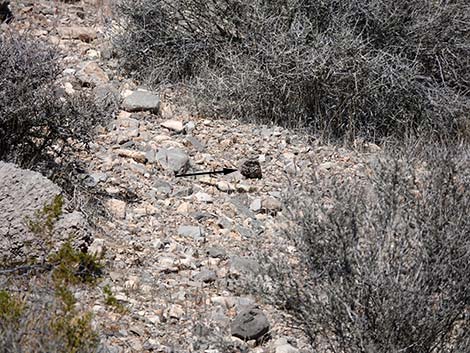 Common Poorwill (Phalaenoptilus nuttallii)