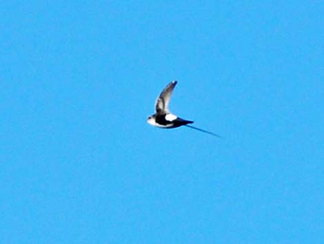 White-throated Swift (Aeronautes saxatalis)