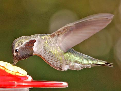 Anna’s Hummingbird (Calypte anna)