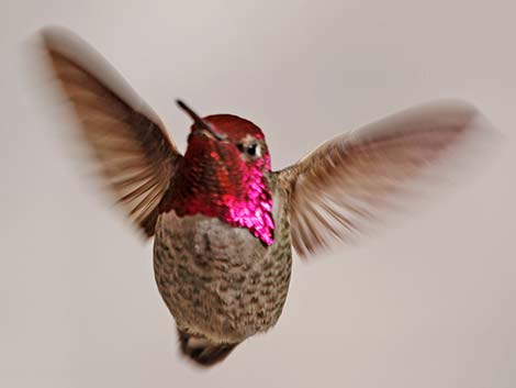 Anna’s Hummingbird (Calypte anna)