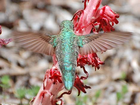 Anna's Hummingbird (Calypte anna)