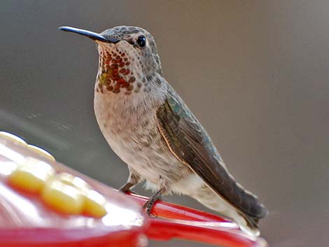 Anna's Hummingbird (Calypte anna)